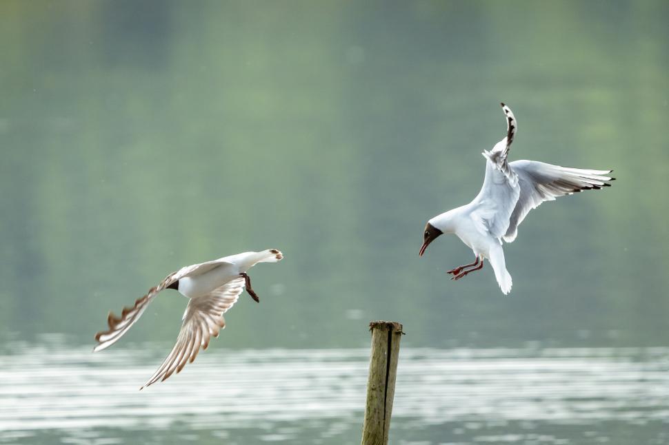 Free Image of Seagulls in flight over water 