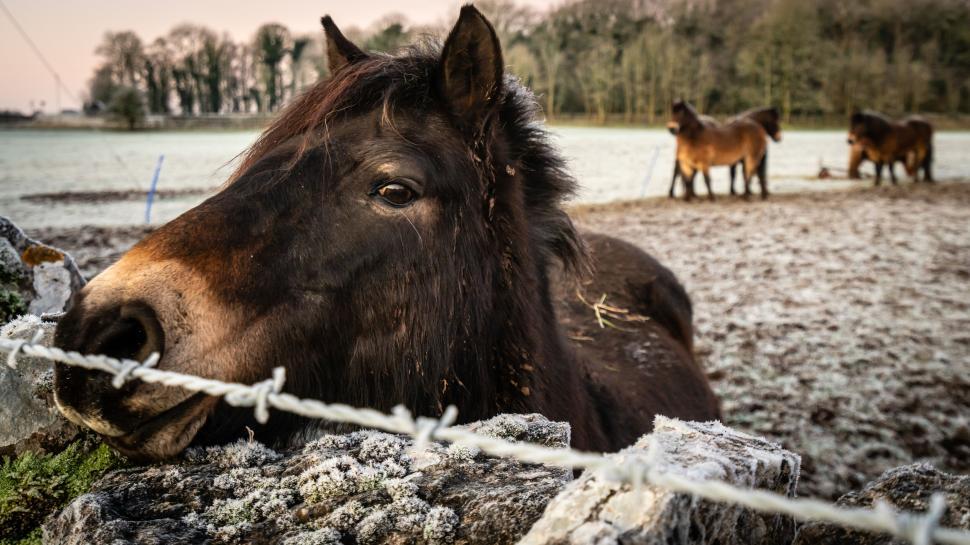 Free Image of Close-up of a horse in frosty field 