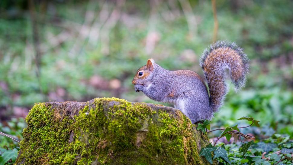 Free Image of Squirrel on a mossy stump in forest 