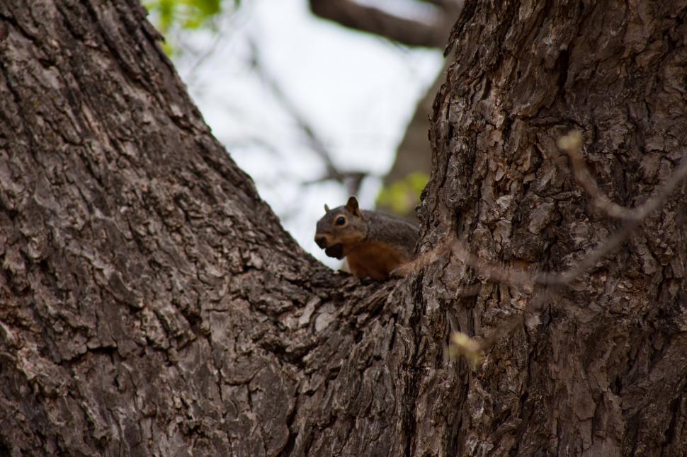 Free Image of Squirrel in a tree 