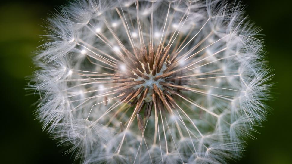 Free Image of Macro shot of a dandelion seed head 
