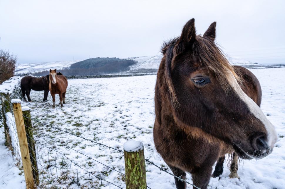 Free Image of Brown horse close up in a snowy field 