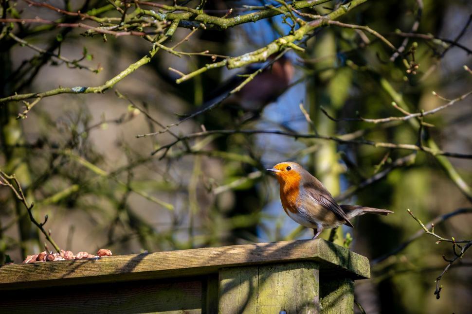Free Image of Robin perched on a fence with feed 