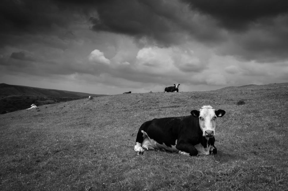 Free Image of Black and white image of a cow in a field 