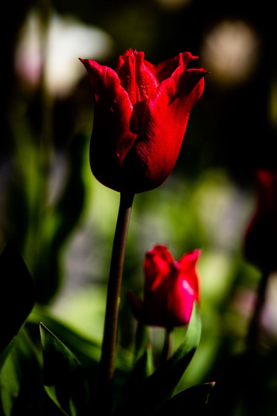 Free Image of Close-up of a vibrant red tulip bloom 