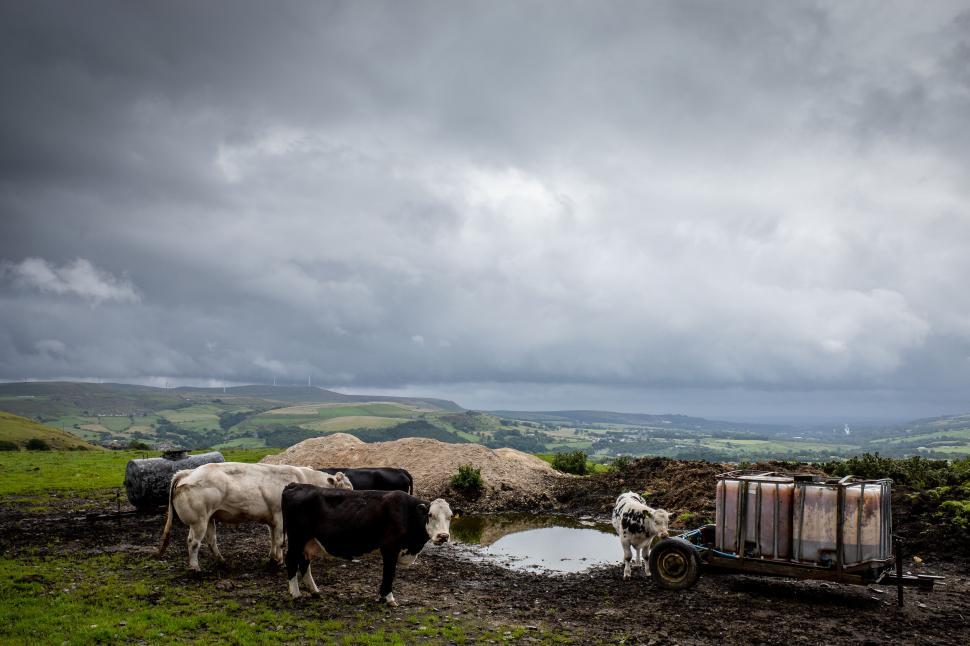 Free Image of Rural scenery with cows and a water trough 