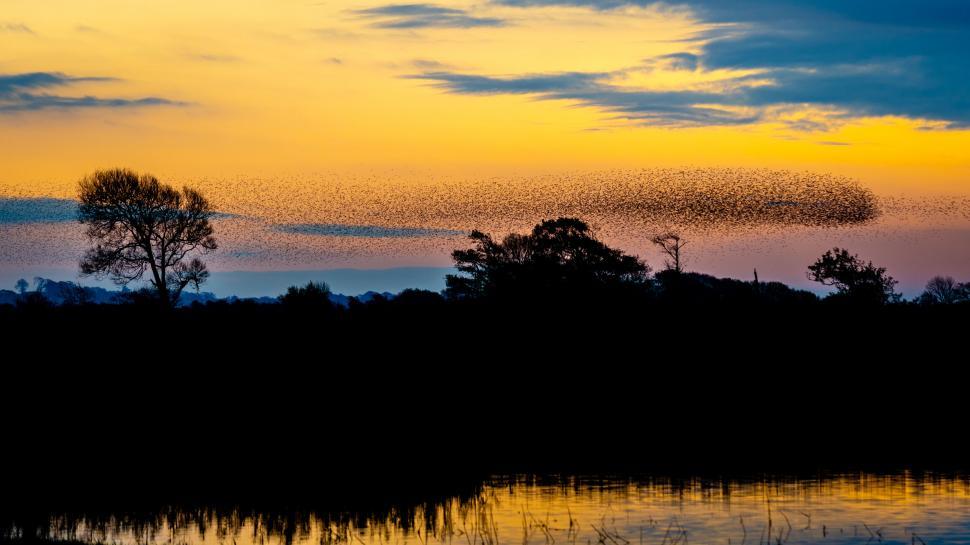 Free Image of Sunset landscape with birds flocking above trees 