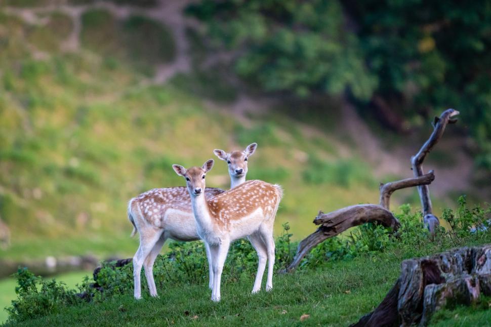 Free Image of Two fallow deer in a grassy field 