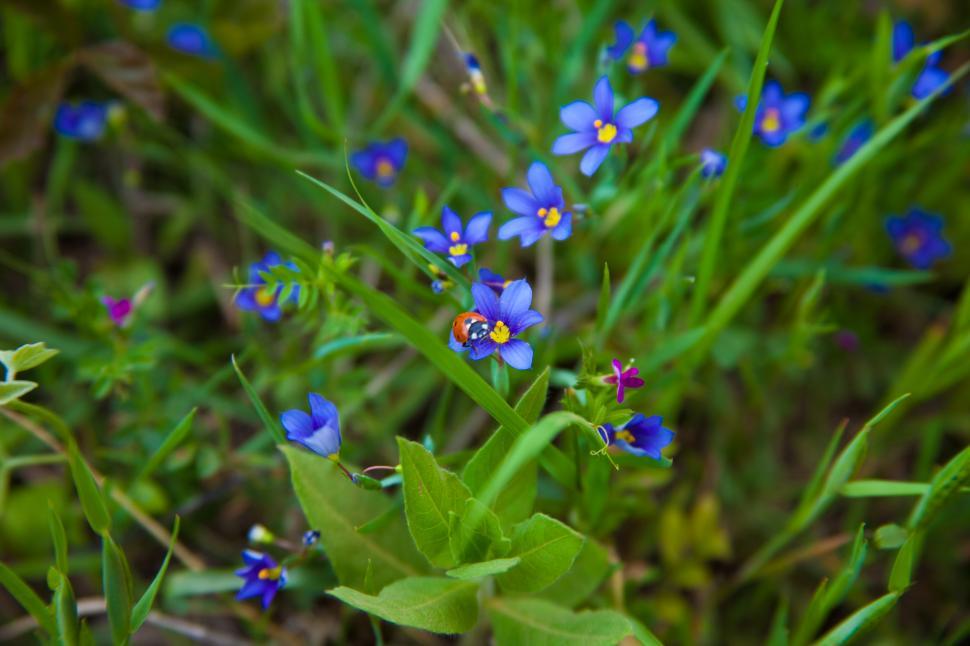 Free Image of Purple Flower and ladybug 