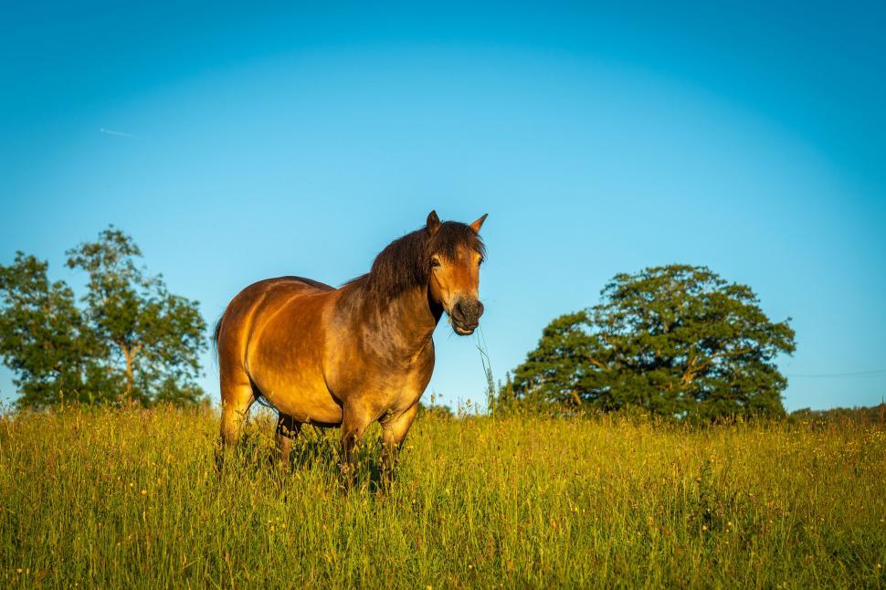 Free Image of Brown horse on a country field at sunset 