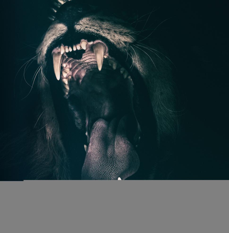 Free Image of Intense close-up of a snarling lion 