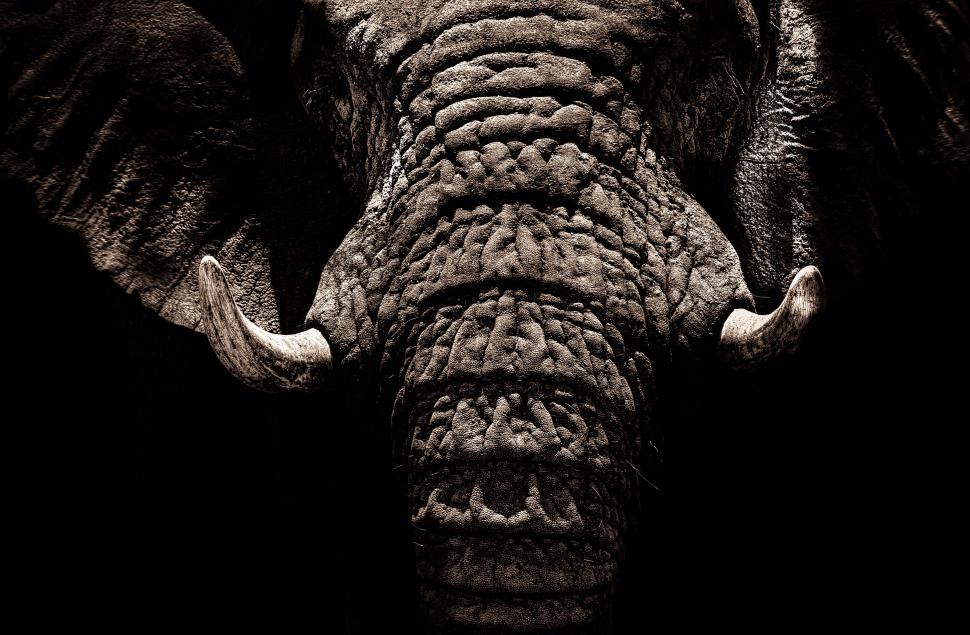 Free Image of Close-up texture of an elephant s face 