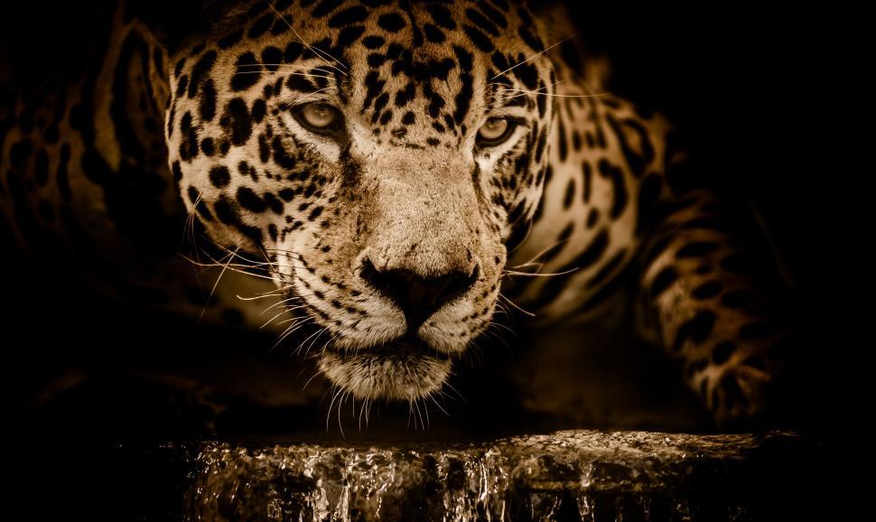 Free Image of Jaguar stalking at the water s edge 