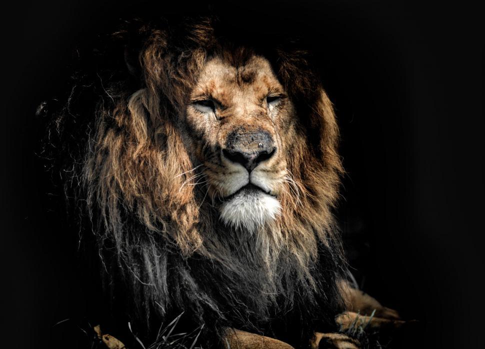 Free Image of Portrait of a majestic aging lion resting 