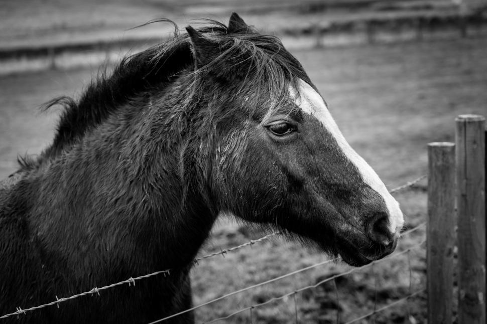 Free Image of Black and white photo of a pony s head 