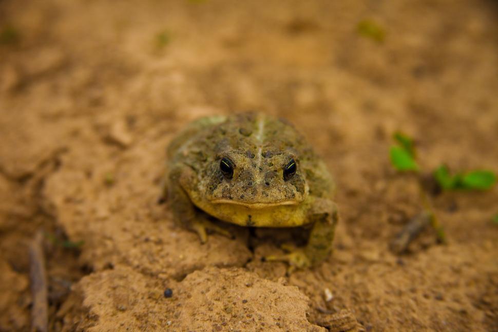 Free Image of Toad front view 
