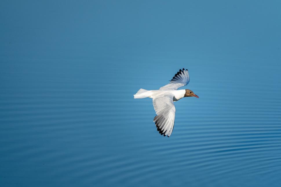 Free Image of Seagull flying over calm blue water 
