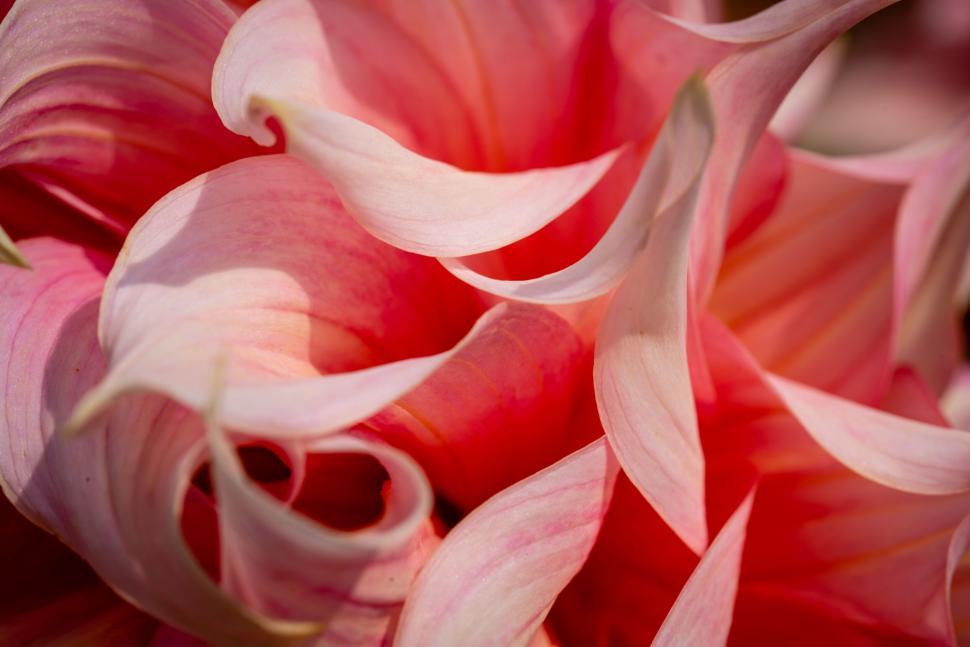 Free Image of Close-up of pink and white flower petals 