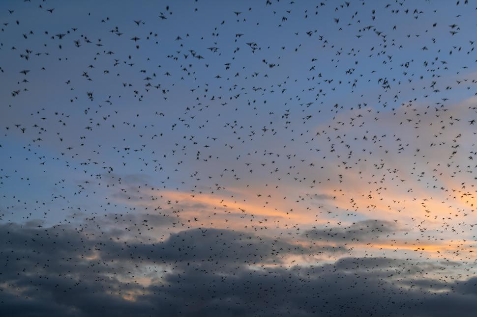 Free Image of Flock of birds against sunset sky 