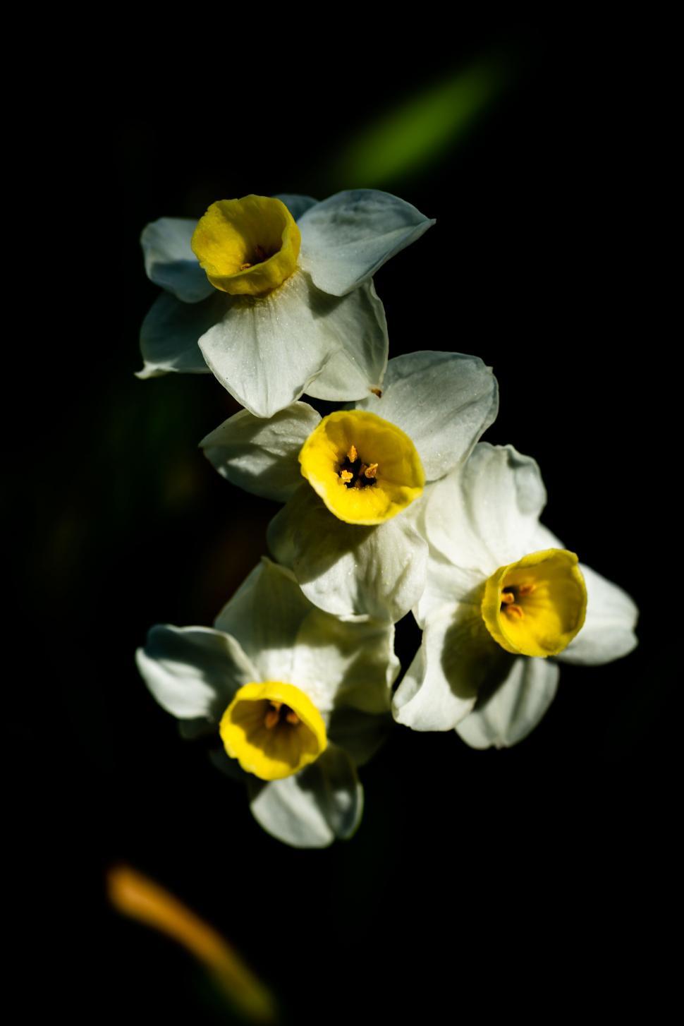 Free Image of Cluster of yellow daffodils in shadow 