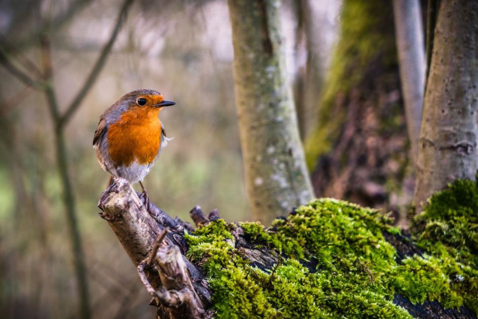 Free Image of Robin perched on a tree in a forest 