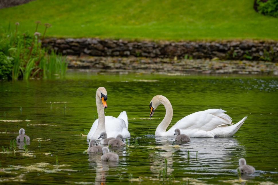 Free Image of Swans with cygnets in a pond 