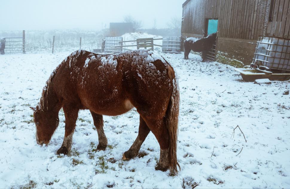 Free Image of Snow-covered horse in wintry farm scene 