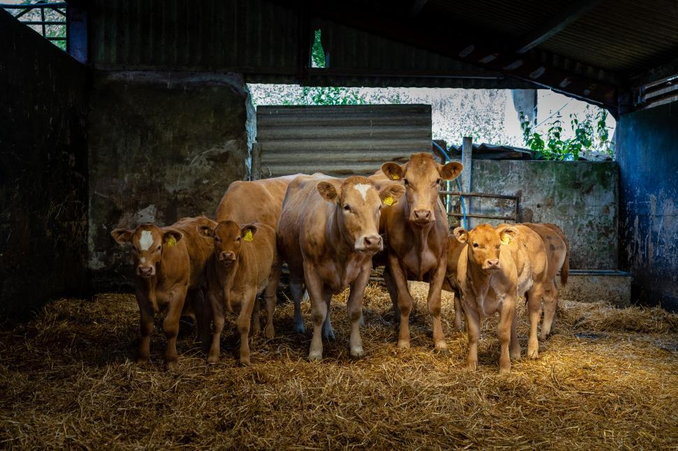 Free Image of Group of young cattle inside a barn 