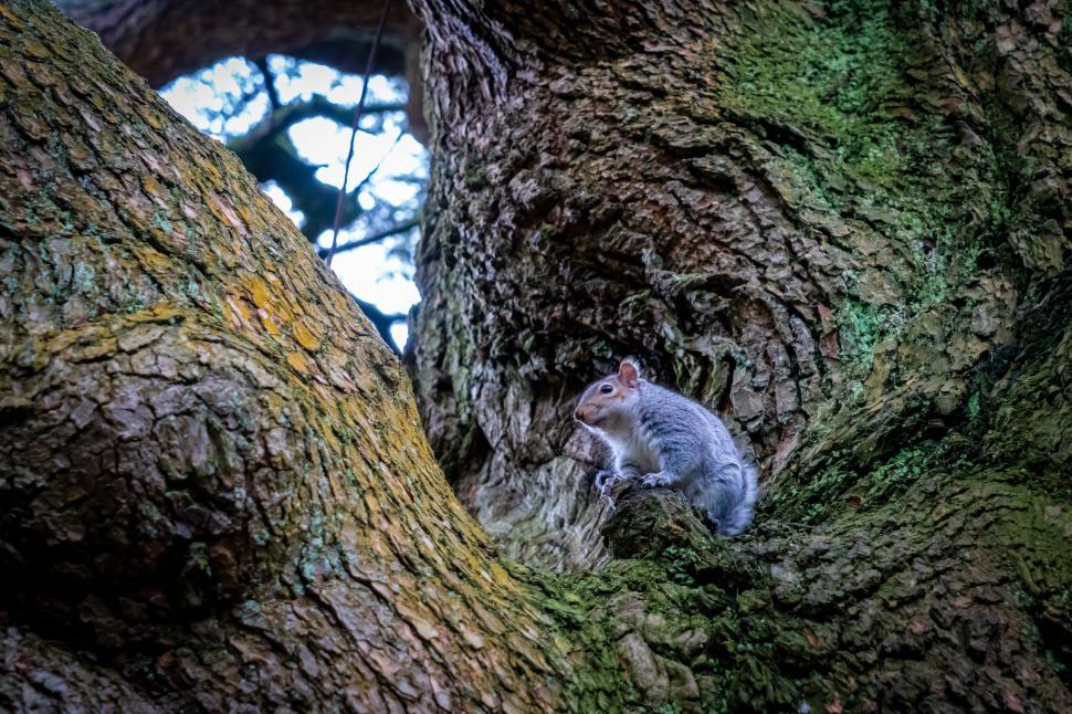 Free Image of Squirrel nestled within a tree s nook 