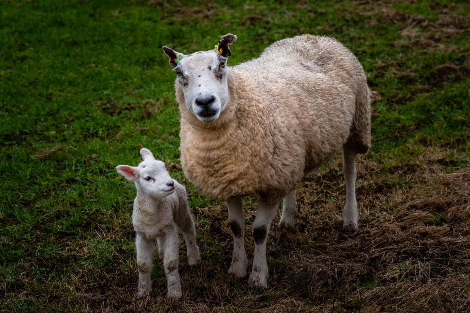 Free Image of Ewe and lamb standing together in a field 