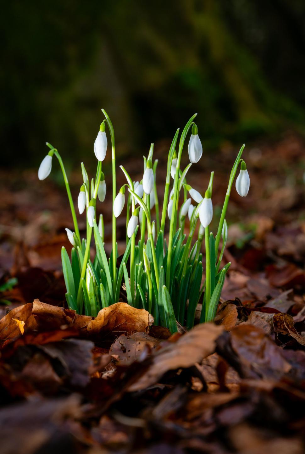 Free Image of Snowdrops emerging through fallen leaves 