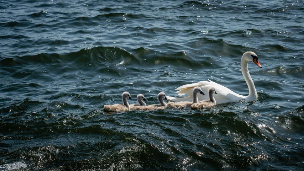 Free Image of Swan family swimming in blue water 