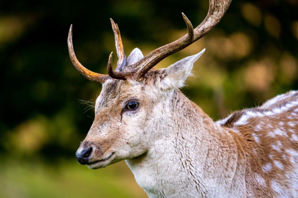Free Image of Close-up of a fallow deer in nature 
