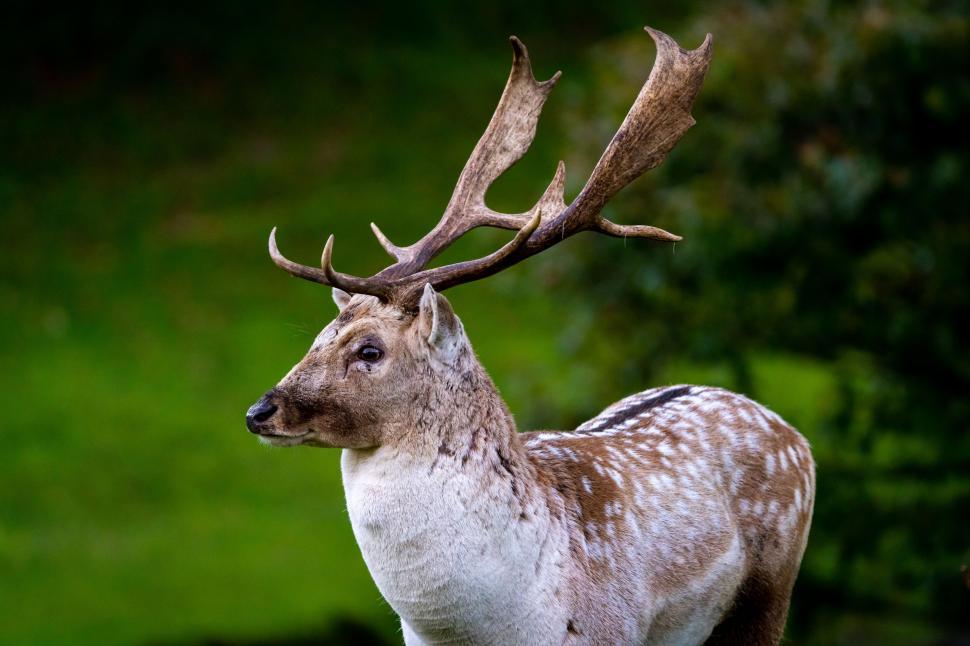 Free Image of Majestic stag in a natural setting 