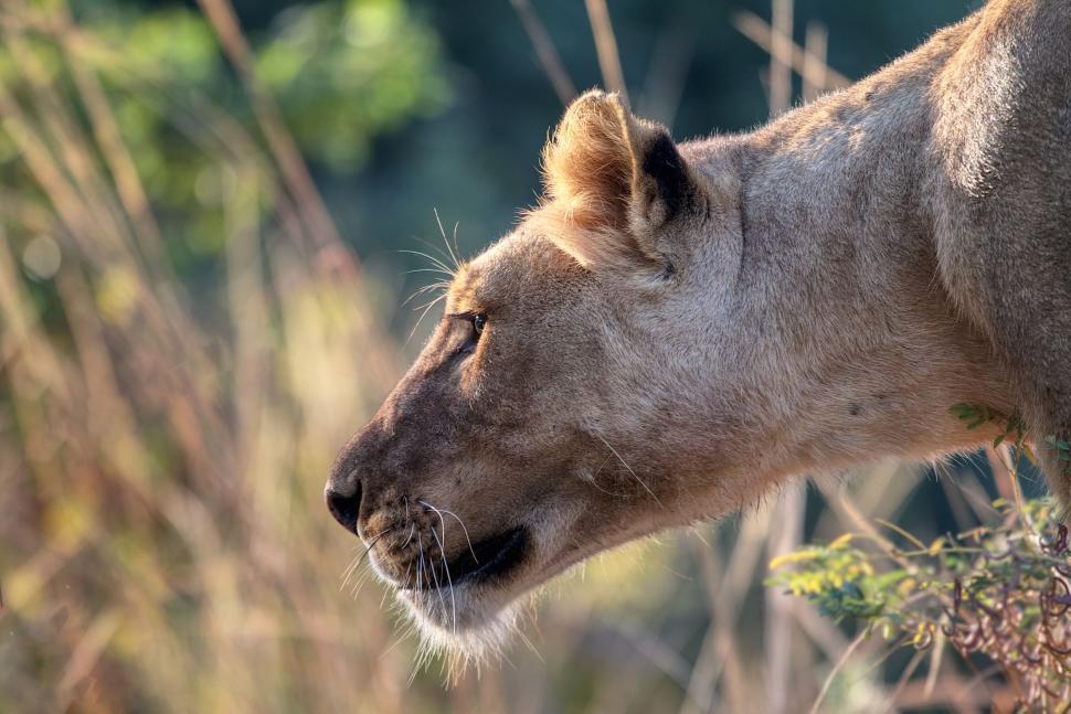 Free Image of Side profile of a lioness 
