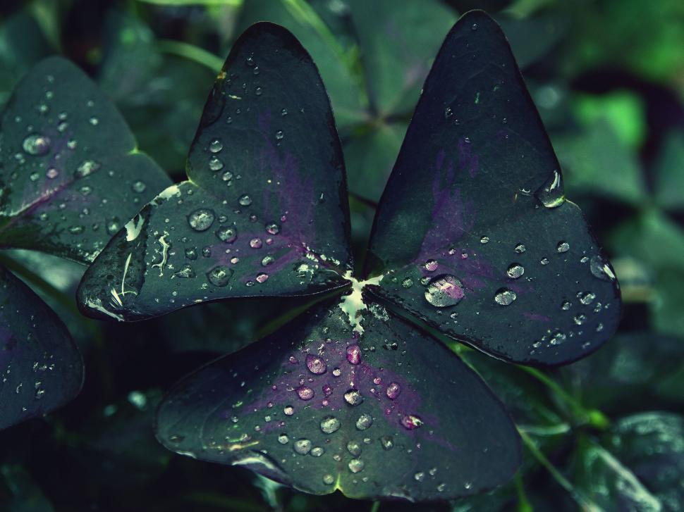 Free Image of Dark purple shamrock leaves with raindrops 