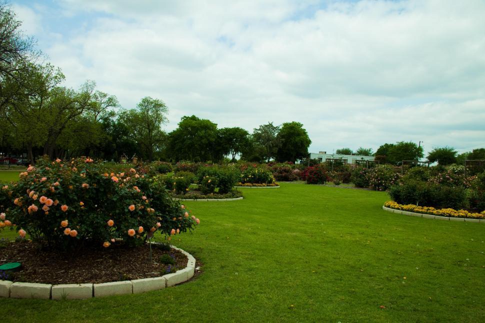 Free Image of Rose Garden 