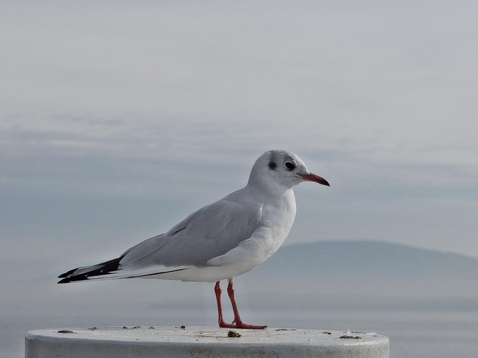 Free Image of Seagull standing on a pole at the sea 