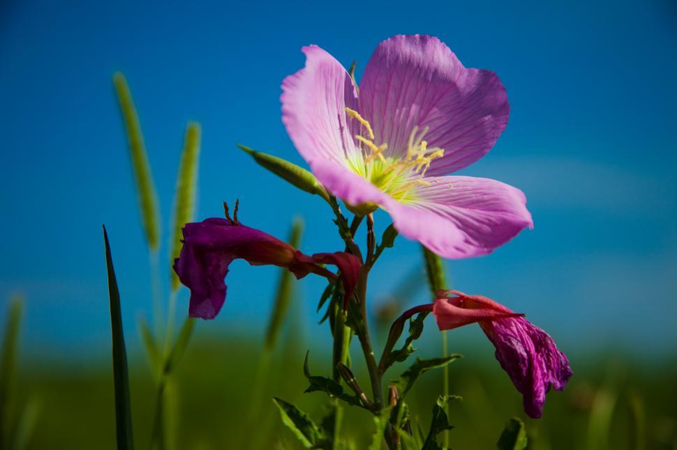 Free Image of Pink Primrose Flower 