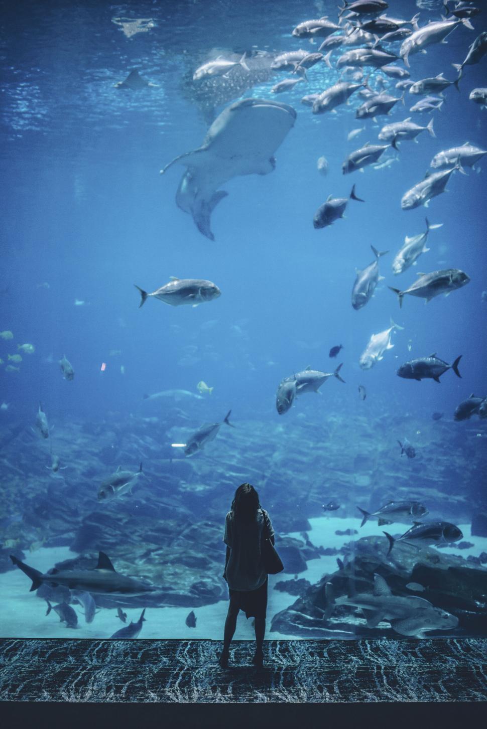 Free Image of Person observing fish in large aquarium 
