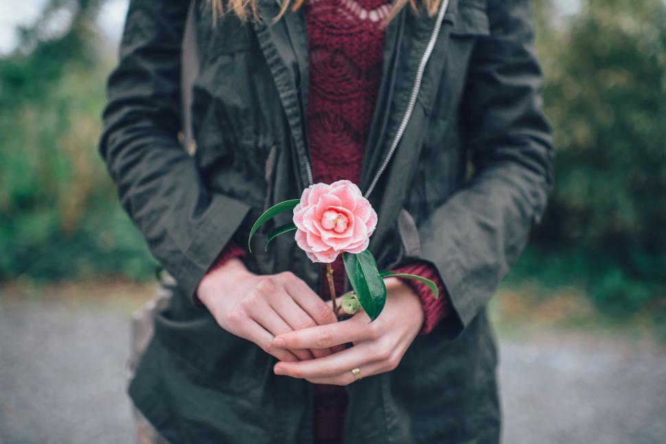 Free Image of Person holding a pink rose with care 