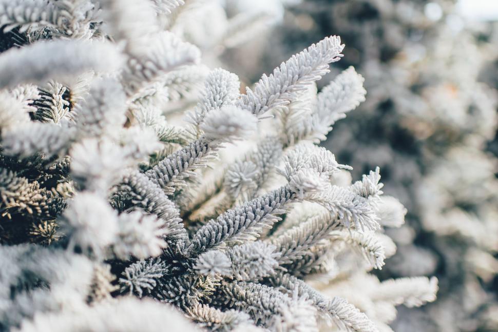 Free Image of Frosted evergreen branches close-up 
