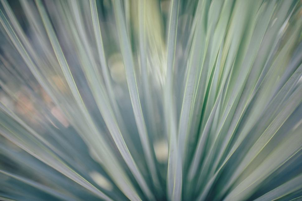 Free Image of Abstract yucca plant close-up 