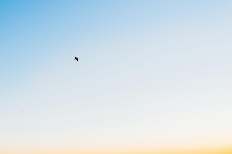 Free Image of Single bird flying in a minimalist sky at dusk 