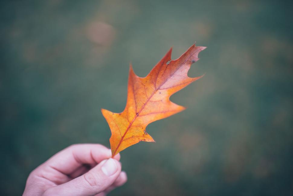Free Image of Autumn leaf in a person s hand 
