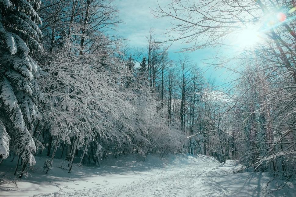Free Image of Sunlit snowy forest path in winter 