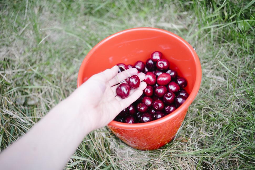 Free Image of Hand picking cherries from orange bucket 