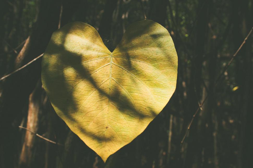 Free Image of Backlit heart-shaped leaf in forest 