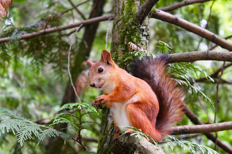 Free Image of Red squirrel perched in green foliage 