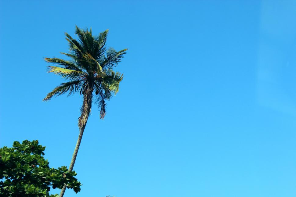 Free Image of Solitary palm tree against blue sky 